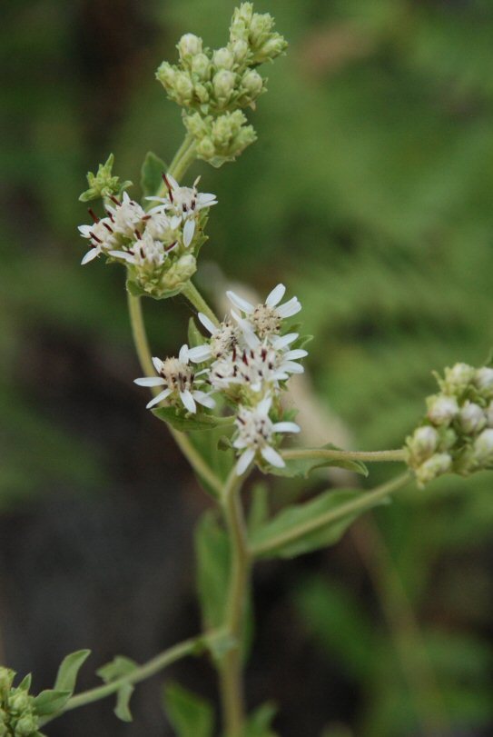 Plancia ëd Sericocarpus oregonensis var. californicus (Durand) G. L. Nesom