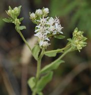 Image of Oregon whitetop aster