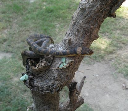 Image of Southwestern Cat-eyed Snake