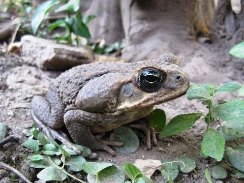 Image of Cane Toad