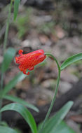 Image of scarlet fritillary