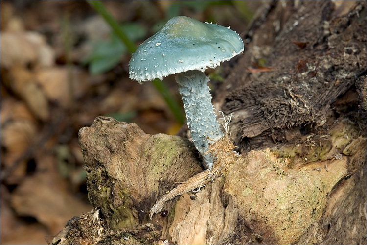 Image of verdigris agaric