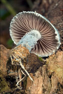 Image of verdigris agaric