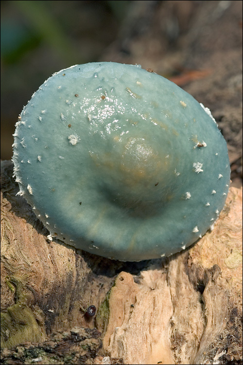 Image of verdigris agaric