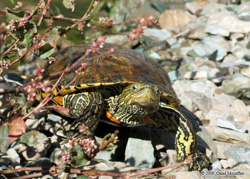 Image of <i>Mauremys caspica siebenrocki</i>