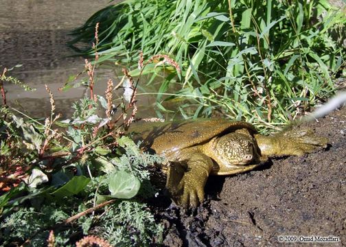 Image of Euphrates Softshell Turtle