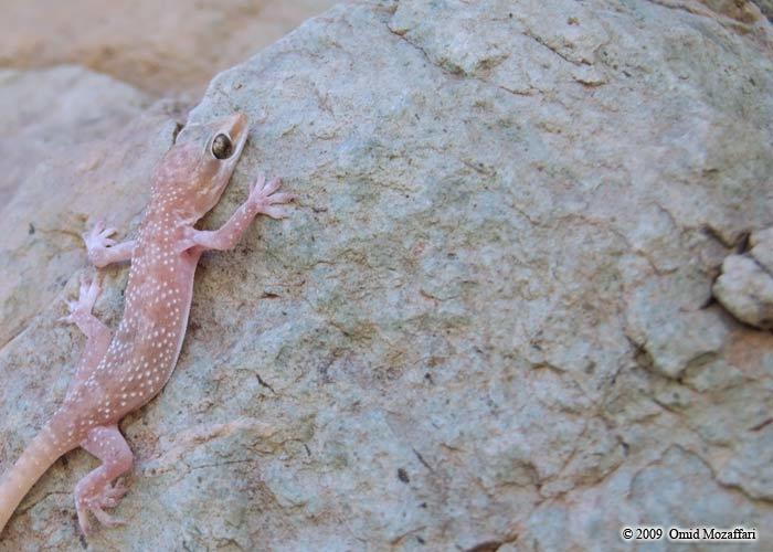 Image of Persia Leaf-toed Gecko