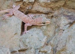 Image of Persia Leaf-toed Gecko