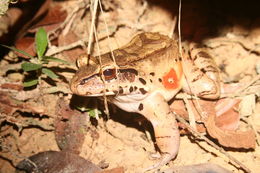 Image of Leptodactylus knudseni Heyer 1972