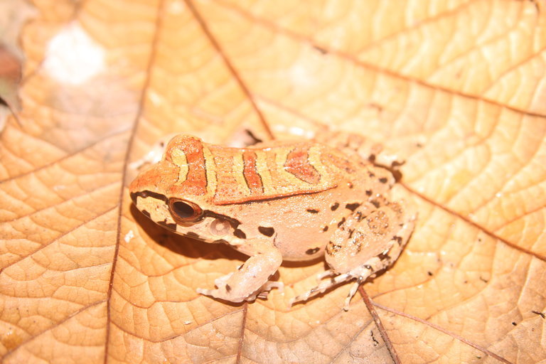 Image of Leptodactylus knudseni Heyer 1972