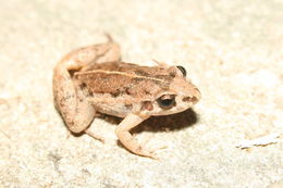 Image of Lowland Tropical Bullfrog