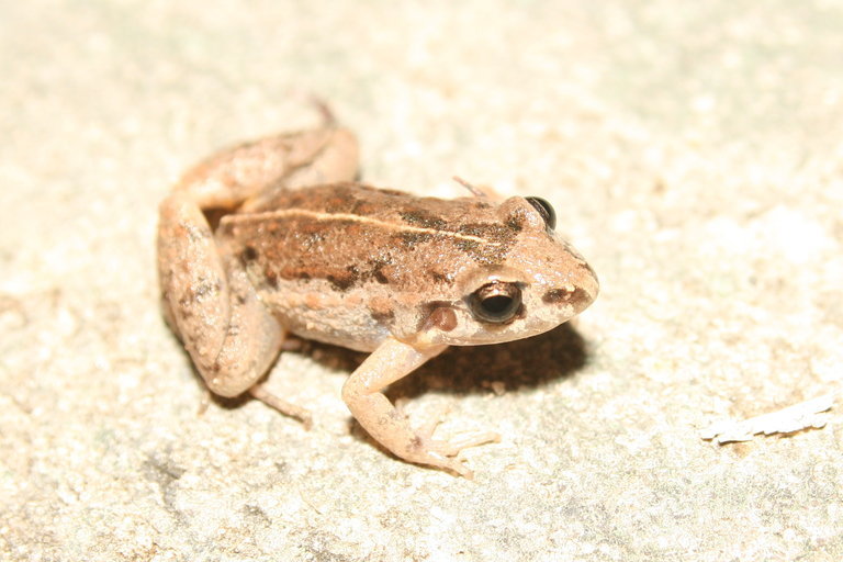 Image of Lowland Tropical Bullfrog