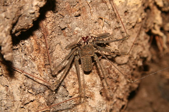 Image of Heterophrynus longicornis (Butler 1873)