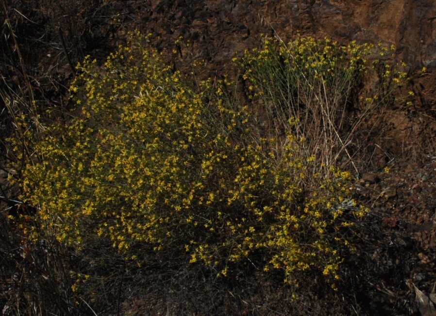 Image of San Joaquin snakeweed