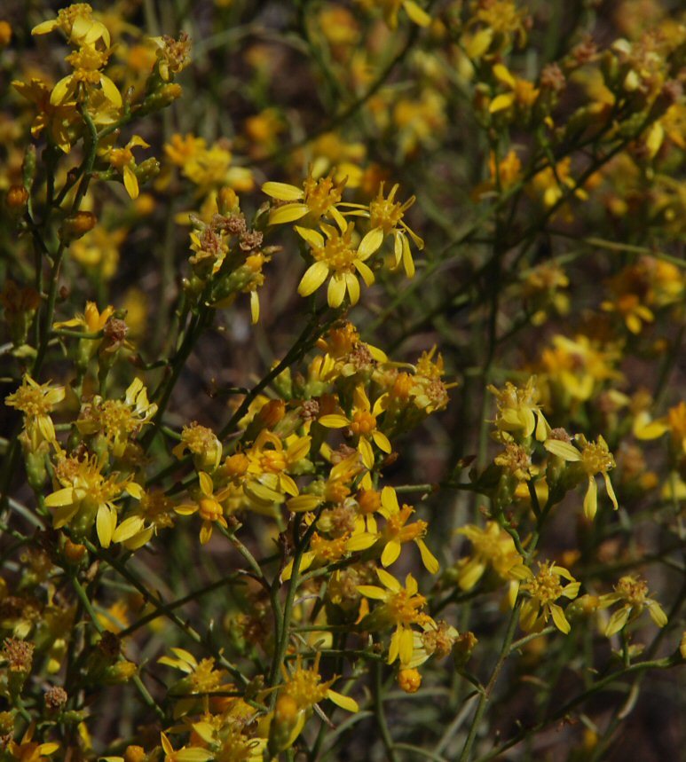 Image of San Joaquin snakeweed