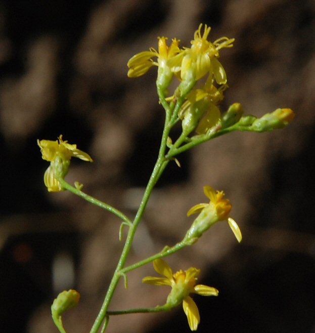 Image of San Joaquin snakeweed