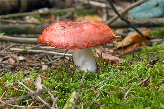 Imagem de Russula emetica (Schaeff.) Pers. 1796