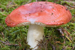 Image of Russula emetica (Schaeff.) Pers. 1796