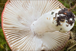 Image of Russula emetica (Schaeff.) Pers. 1796