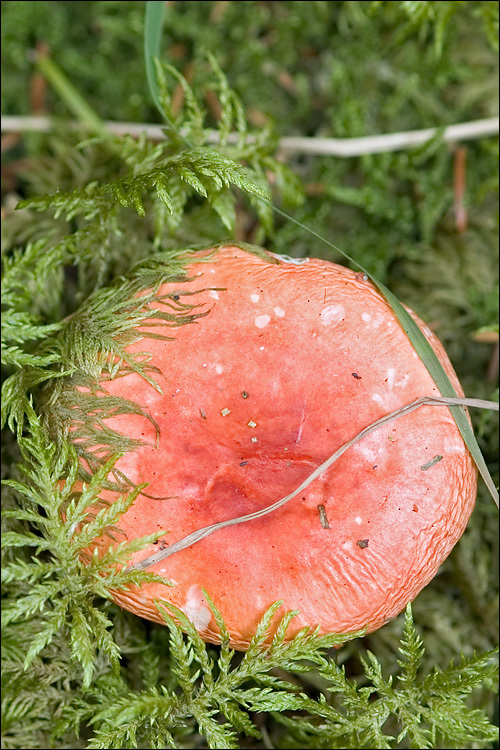 Image of Russula emetica (Schaeff.) Pers. 1796