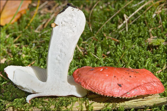 Image of Russula emetica (Schaeff.) Pers. 1796