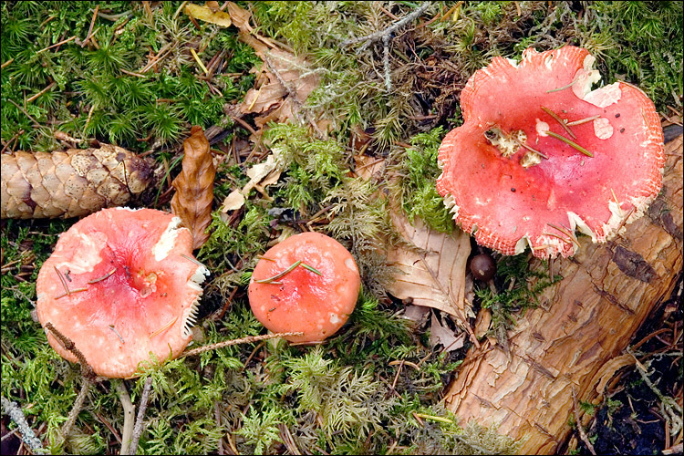 Image of Russula emetica (Schaeff.) Pers. 1796