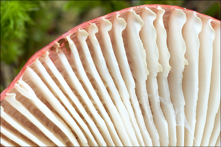 Image of Russula emetica (Schaeff.) Pers. 1796