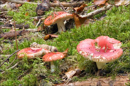 Image of Russula emetica (Schaeff.) Pers. 1796