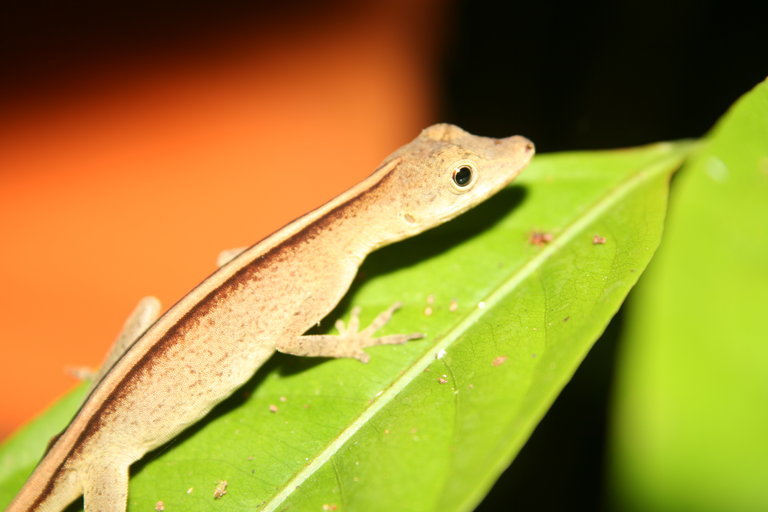 Image of Brown-eared anole