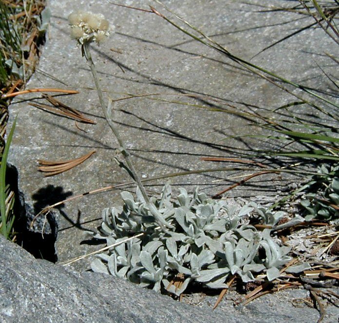 Imagem de Antennaria umbrinella Rydb.