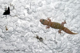 Image of mediterranean house gecko