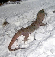 Image of mediterranean house gecko