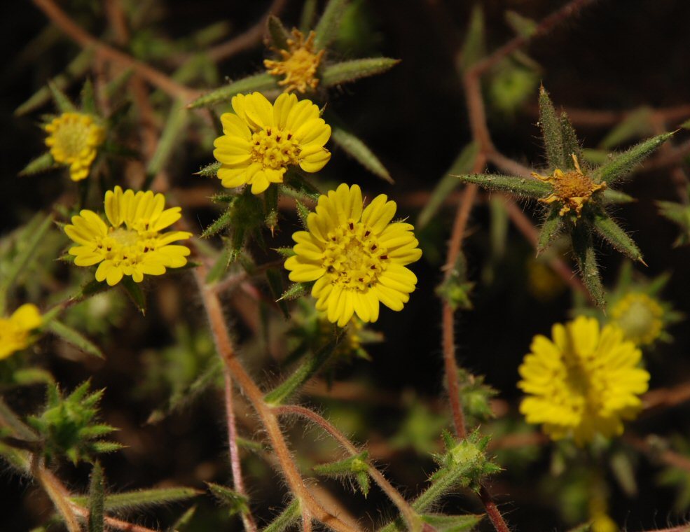 Image of Fitches Spikeweed