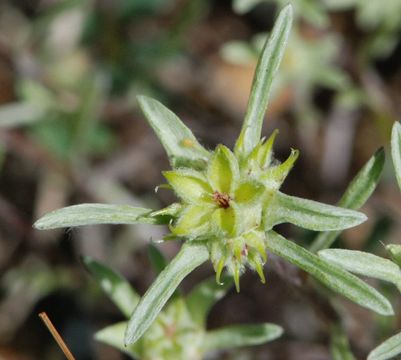 Image of false neststraw
