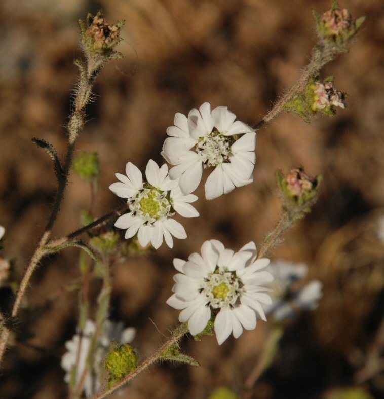 Image of hayfield tarweed