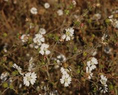 Image of hayfield tarweed