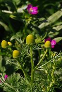 Image of disc mayweed