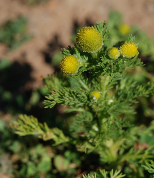 Image of disc mayweed