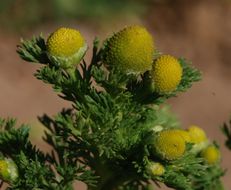 Image of disc mayweed