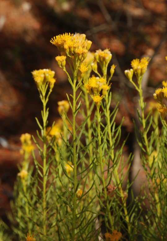 Imagem de Ericameria arborescens (A. Gray) Greene