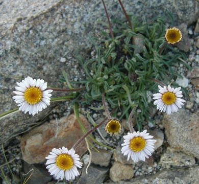 Image of stalked fleabane