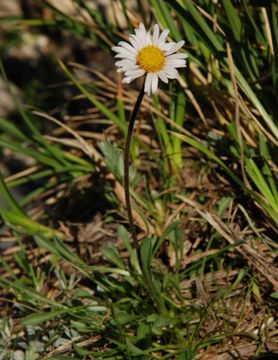 Image de Erigeron algidus Jepson