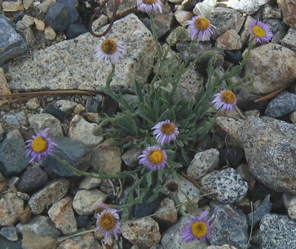 Image de Erigeron algidus Jepson