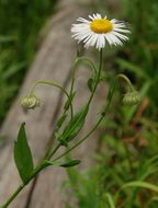 Image of large mountain fleabane