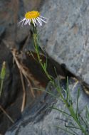 Image of Hartweg's fleabane