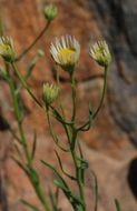 Image of Hartweg's fleabane