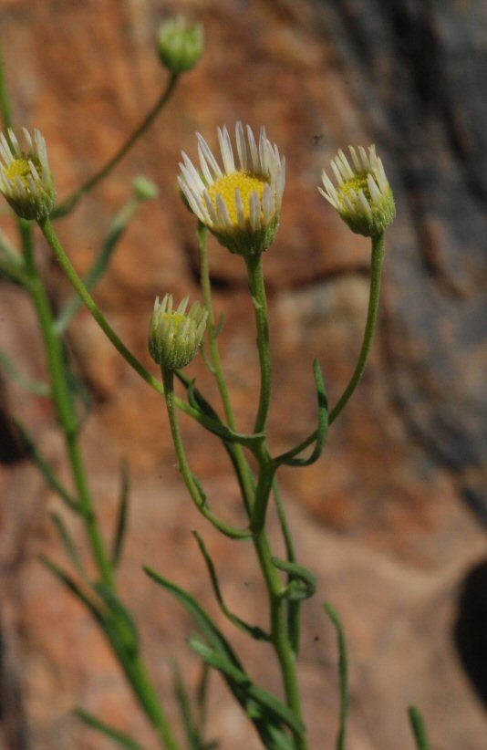 Image of Hartweg's fleabane