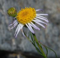 Image of Hartweg's fleabane