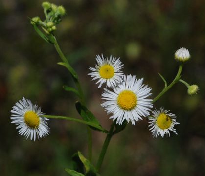 Image de Erigeron strigosus Muhl. ex Willd.