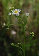 Image of prairie fleabane